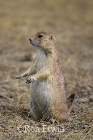 Black-tailed Prairie Dog &copy; Ron Erwin