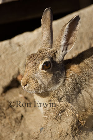 Mountain Cottontail &copy; Ron Erwin