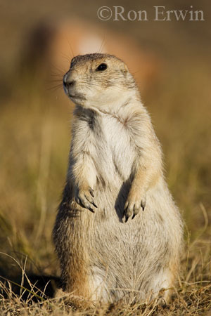 Black-tailed Prairie Dog &copy; Ron Erwin