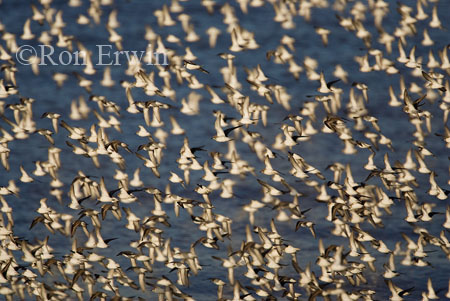 Migrating Shorebirds, NB