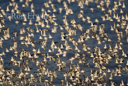 Migrating Shorebirds, NB Migrating Shorebirds, NB