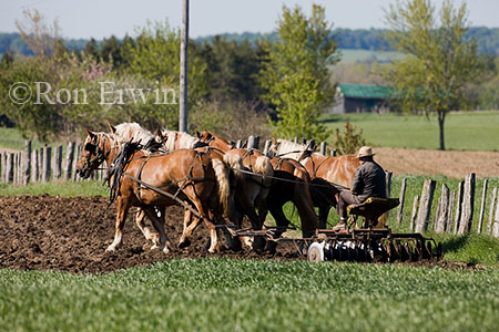 Working the Soil by Horse Team