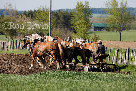 Working the Soil by Horse Team Working the Soil by Horse Team