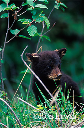 Black Bear Cub &copy; Ron Erwin