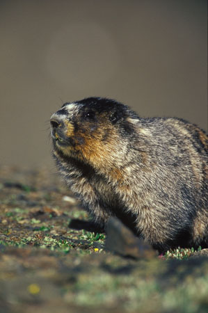 Hoary Marmot &copy; Ron Erwin