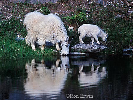 Mountain Goats &copy; Ron Erwin