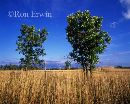 Manitoba Tall Grass Prairie Preserve &copy; Ron Erwin