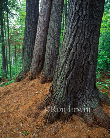 The Four Sentinels &copy; Ron Erwin
