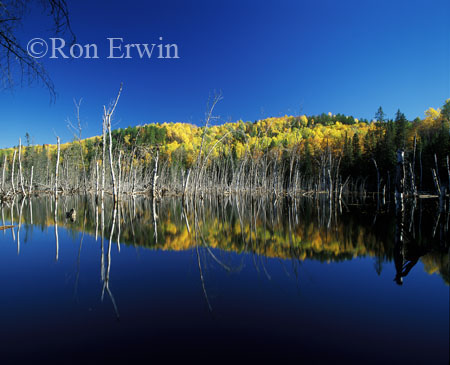 Algonquin Autumn &copy; Ron Erwin