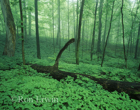 Southern Ontario Woods &copy; Ron Erwin