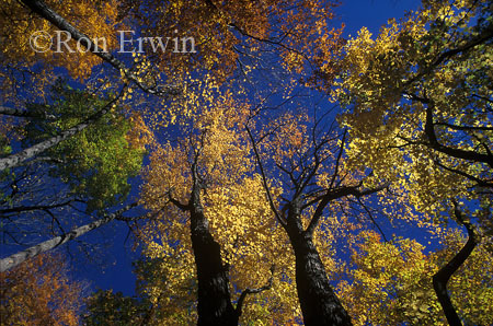 Treetops &copy; Ron Erwin