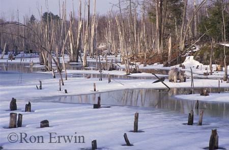 Winter's thaw - Murphy's Point Provincial Park