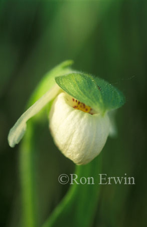 Sparrow's-Egg Lady's-Slipper &copy; Ron Erwin