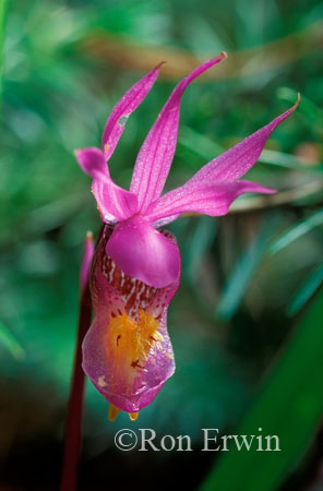 Calypso &copy; Ron Erwin