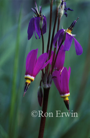 Shooting-star &copy; Ron Erwin