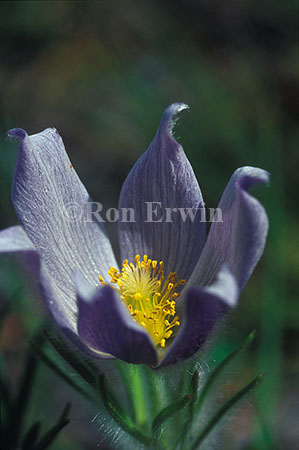 Pasqueflower &copy; Ron Erwin