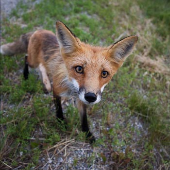 Lori's Log  - Lori Erwin's blog of the photographic journeys of Ron Erwin Photography