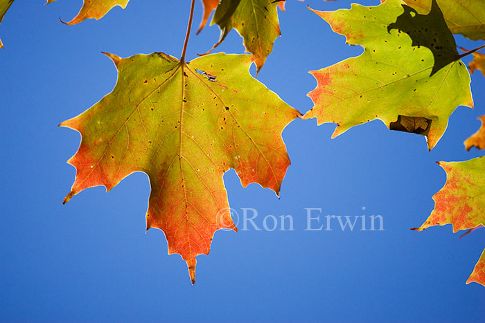 Maple Leaf ©Ron Erwin