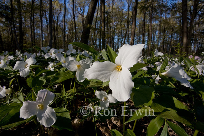 Trilliums - click for larger Trilliums - click for larger