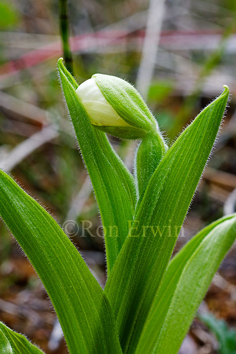 Sparrow's-Egg Lady's-Slipper Sparrow's-Egg Lady's-Slipper