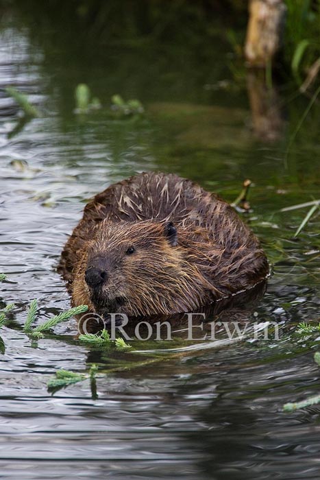 Beaver - an official Canadian Emblem