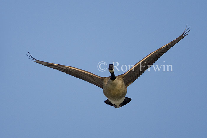 Canada Goose in Flight ©Ron Erwin