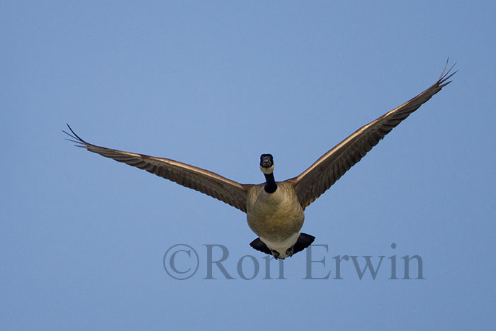 Canada Goose in Flight ©Ron Erwin Canada Goose in Flight ©Ron Erwin