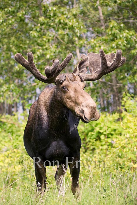 Bull (male) Moose - not an official Canadian Symbol