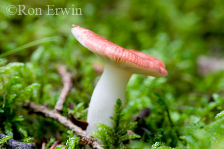 Russula Paludosa Mushroom, Warp Bay, Lake Superior Park