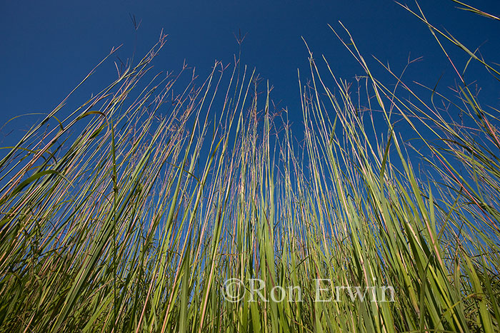 Big Bluestem or Turkey Foot grass, Ojibway Prairie Complex, Windsor