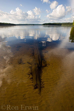 Log submerged in Lake Manitou, Algonquin Provincial Park
