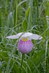 Showy Ladys Slipper