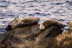 Seals Seals