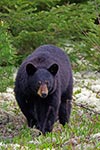 Black Bear