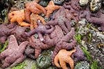 Sea Stars and Anemones Sea Stars and Anemones