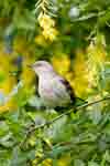 Northern Mockingbird