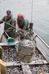 Capelin Fishing