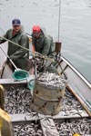 Capelin Fishing Capelin Fishing