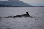 Minke Whale Minke Whale