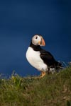 Atlantic Puffin Atlantic Puffin