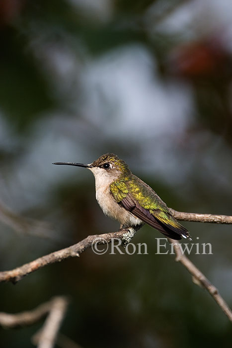 Ruby-throated Hummingbird