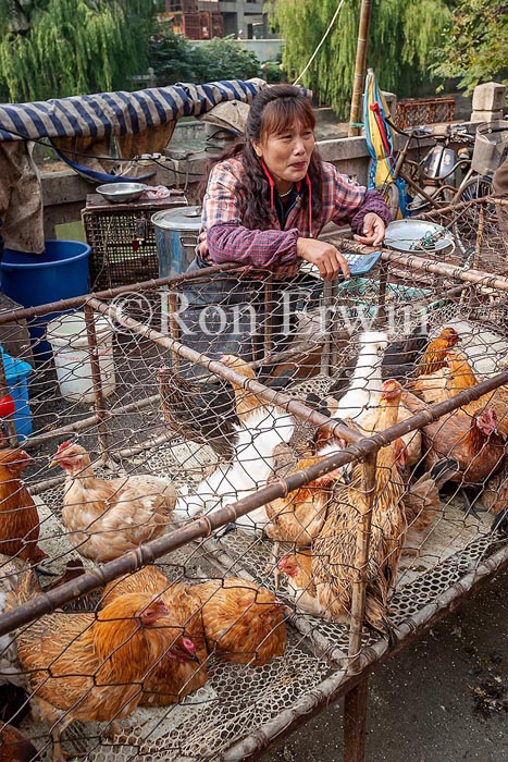 Caged Chickens
