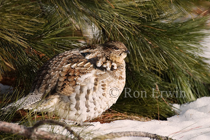 Ruffed Grouse