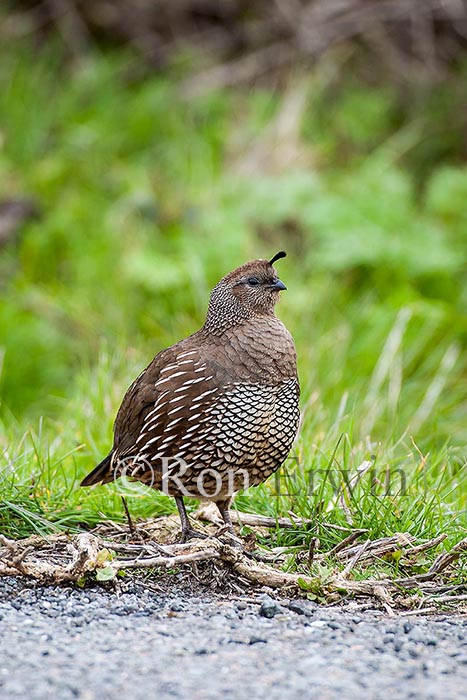 California Quail