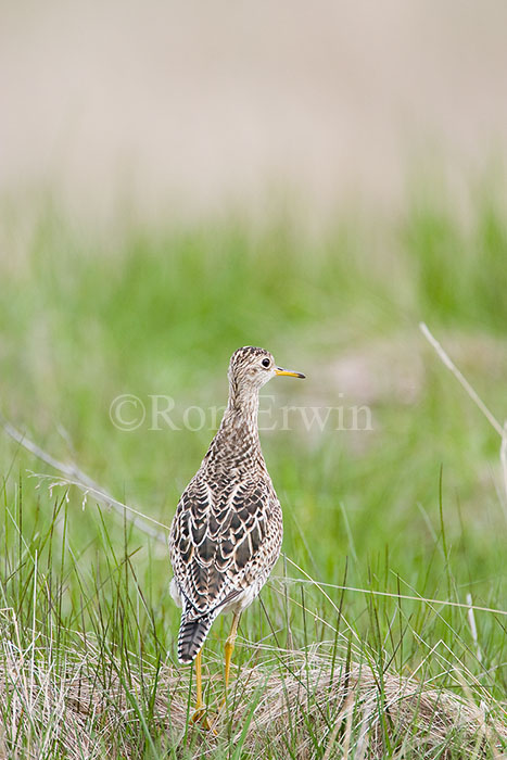 Upland Sandpiper