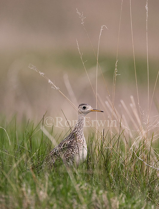 Upland Sandpiper