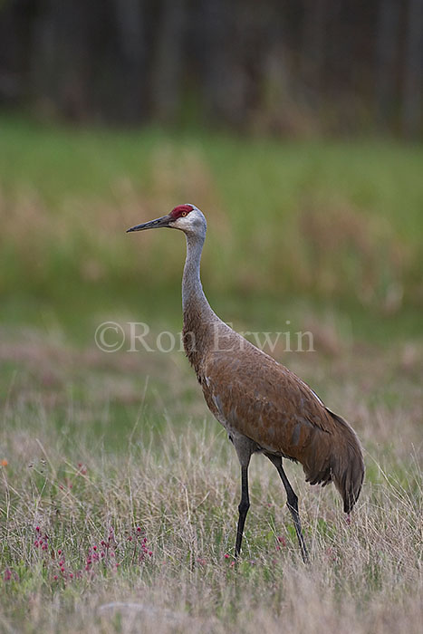 Sandhill Crane