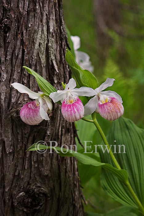 Showy Lady's Slippers