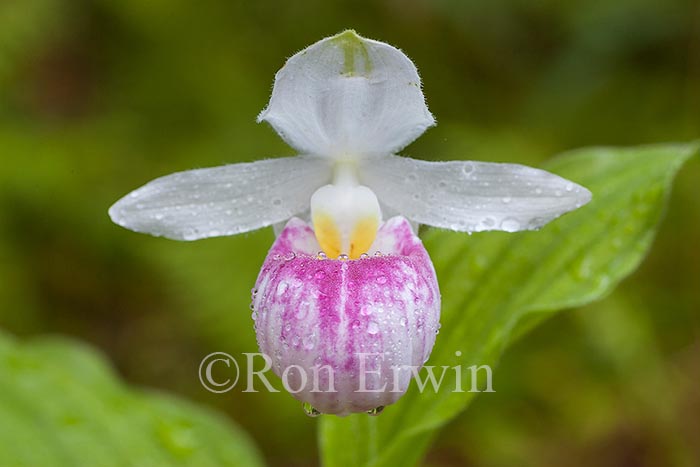Showy Lady's Slipper