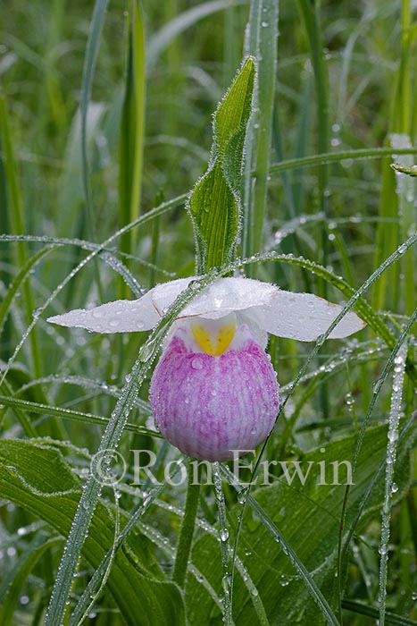 Showy Lady's Slipper